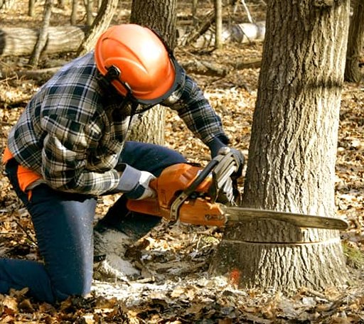 Tree Removal in Claudville, VA